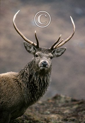 Red Deer Stag Scotland DM0646